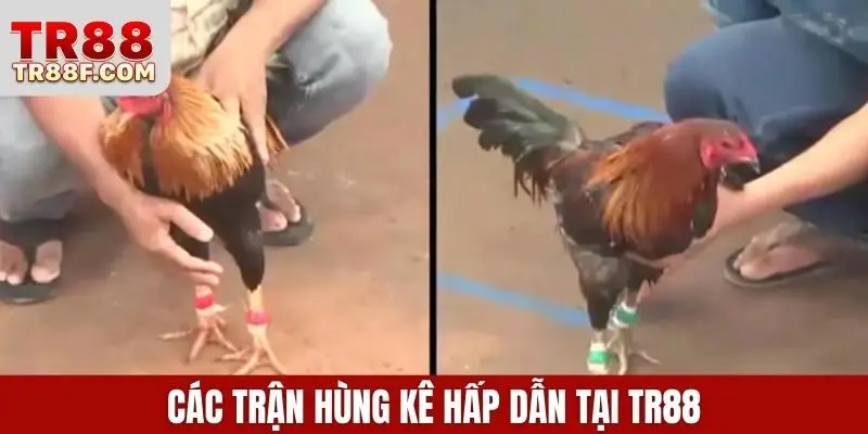 Các trận hùng kê hấp dẫn tại TR88